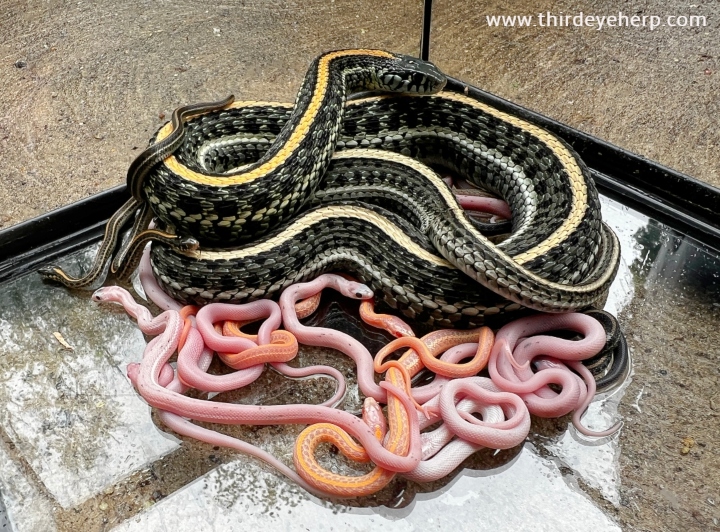 Plains Garter Snakes